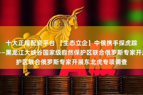 十大正规配资平台 【生态立企】中俄携手探虎踪 共护跨境生态链——黑龙江大峡谷国家级自然保护区联合俄罗斯专家开展东北虎专项调查